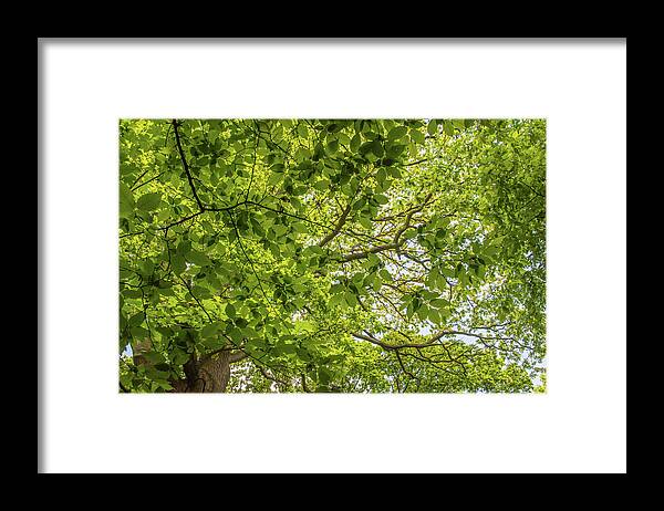 Queen's Wood Framed Print featuring the photograph Queen's Wood Trees Spring 5 by Edmund Peston