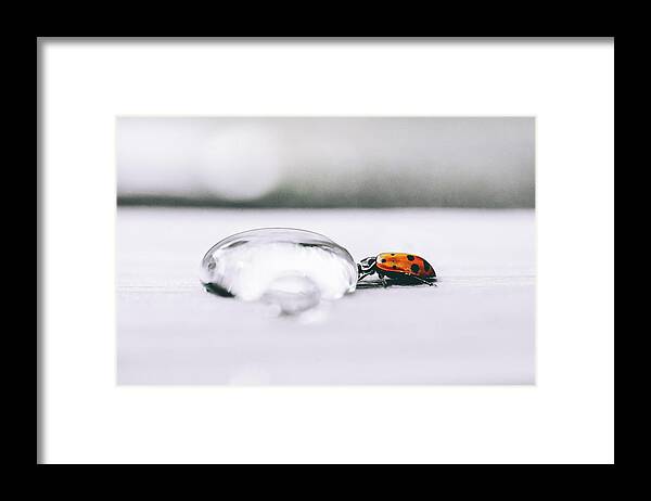 Macro Framed Print featuring the photograph Quenching His Thirst - Ladybug Photo by Ada Weyland