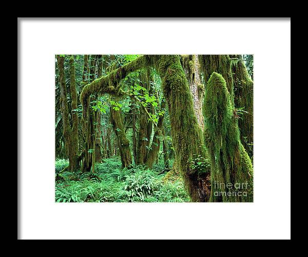 00173596 Framed Print featuring the photograph Quinault Rain Forest by Tim Fitzharris