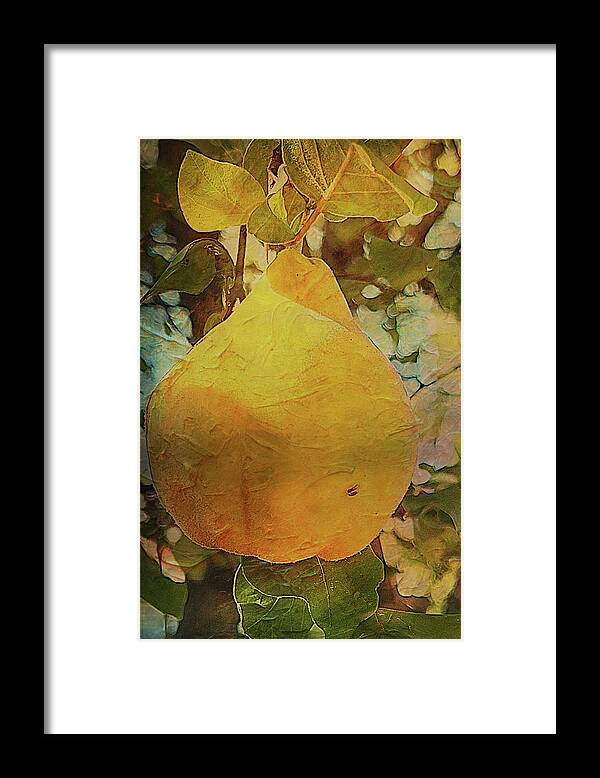 Cydonia Oblonga Framed Print featuring the photograph Quince Cydonia oblonga by Mary Lee Dereske