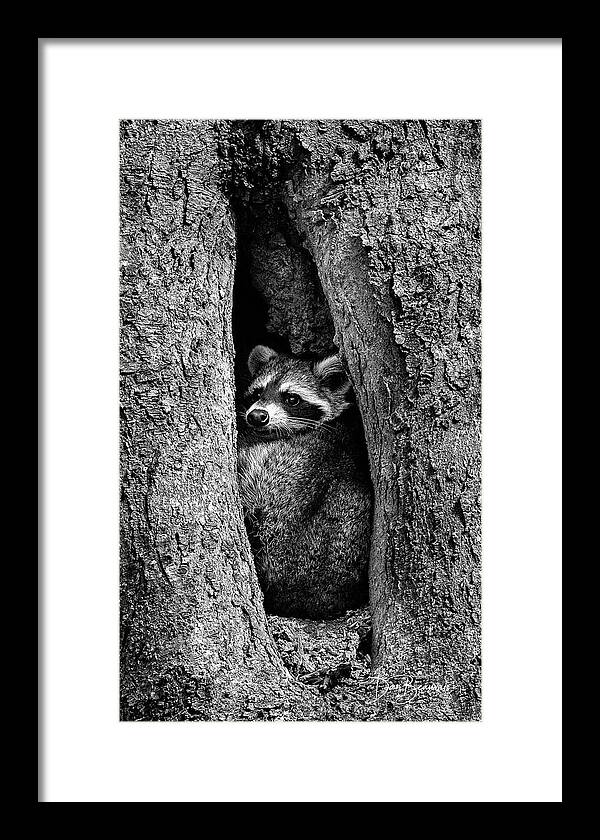 Raccoon Framed Print featuring the photograph Raccoon in Hollow 7385 by Dan Beauvais