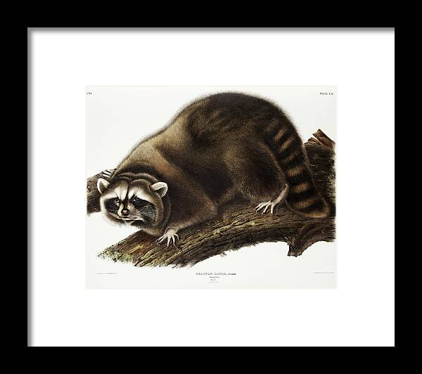 American Framed Print featuring the mixed media Raccoon. John Woodhouse Audubon Illustration by World Art Collective