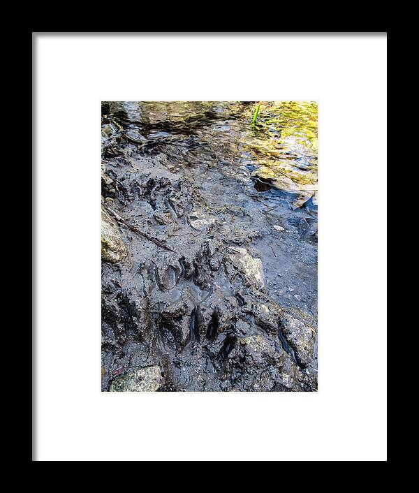 Paw Prints Framed Print featuring the photograph Raccoon Paw Prints by W Craig Photography