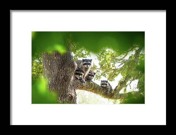Raccoon Family Framed Print featuring the photograph Racoon Family by Naomi Maya