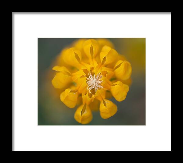 Lupinus Framed Print featuring the photograph Yellow Lupine, wildflower, symmetry by Alessandra RC