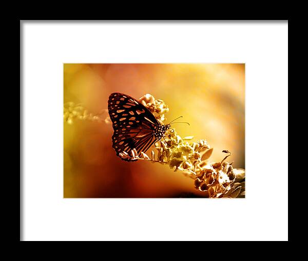 Butterfly Framed Print featuring the photograph Radiance by Holly Kempe