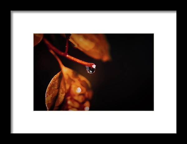 Macro Photography Art Framed Print featuring the photograph Rain Drops on Bougainvillea by Gian Smith