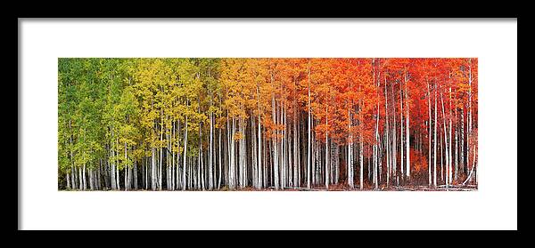 Aspen Framed Print featuring the photograph Rainbow Grove by Dustin LeFevre