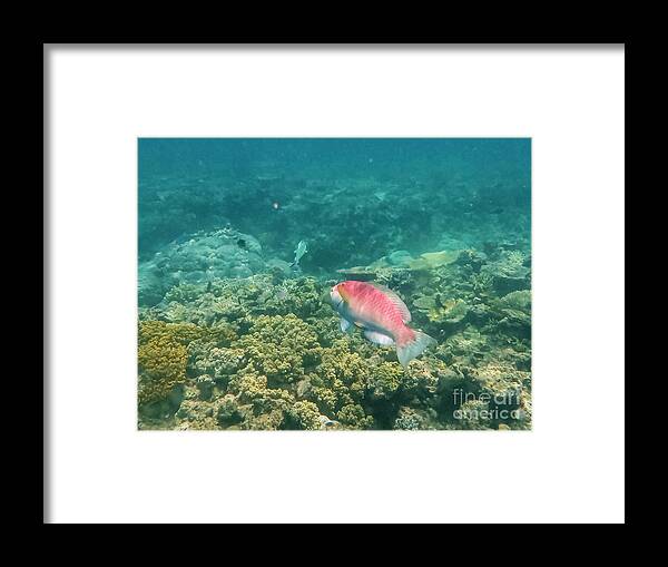 Great Barrier Reef Framed Print featuring the photograph Rainbow Parrotfish by Bob Phillips
