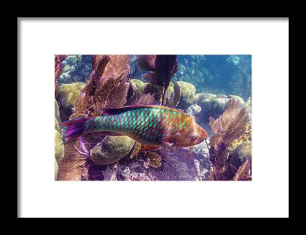 Animals Framed Print featuring the photograph Rainbow Ridge by Lynne Browne