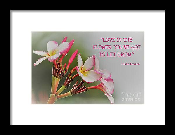 Flowers Framed Print featuring the photograph Raindrops and Plumeria Blooms by Joanne Carey