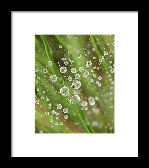 Drop Framed Print featuring the photograph Raindrops Caught In A Web by Phil And Karen Rispin