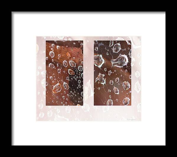 Raindrop Framed Print featuring the photograph Raindrops On Web by Karen Rispin