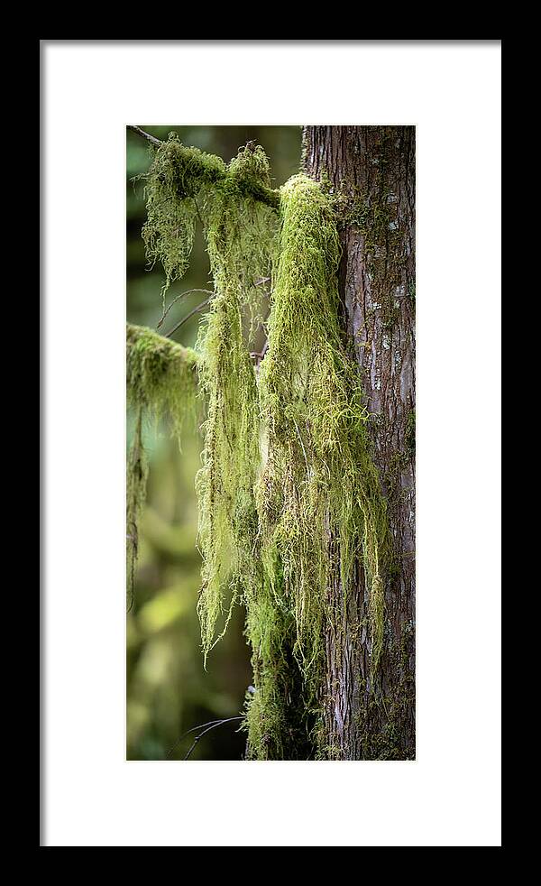 Tree Framed Print featuring the photograph Rainforest Scenery by Paul Freidlund