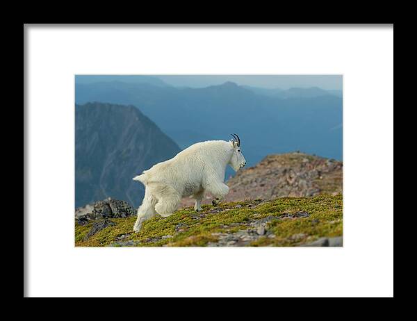 Mountain Goat Framed Print featuring the photograph Rainier Mountain Goat by Kelly VanDellen