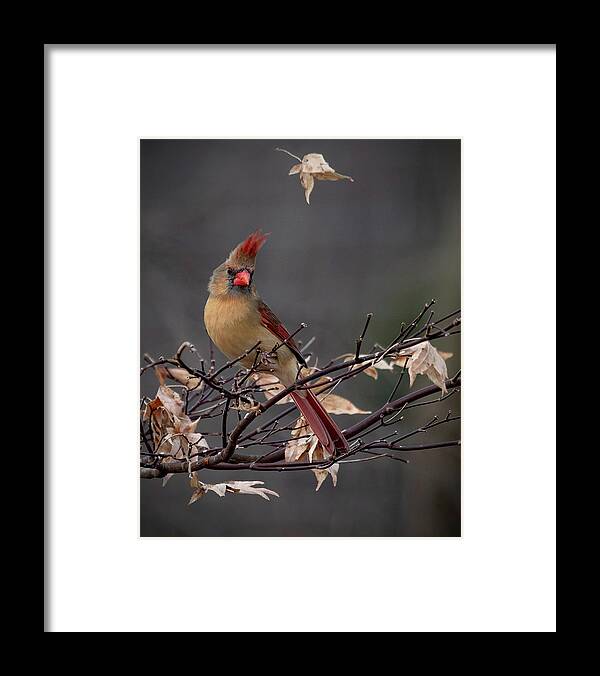 Cardinal Framed Print featuring the photograph Rainy Day Cardinal by Mindy Musick King