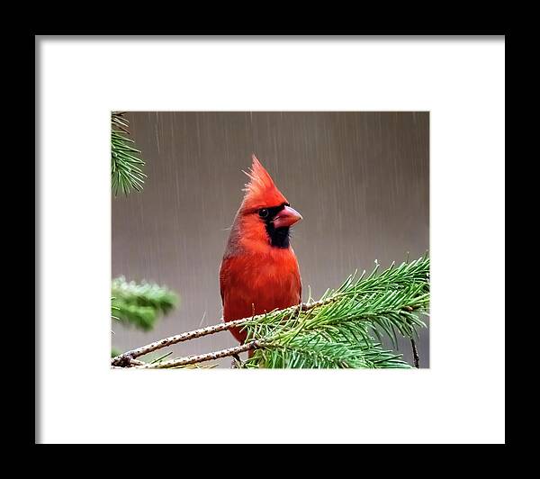 Bird Framed Print featuring the photograph Rainy Day Red Bird by Cathy Kovarik