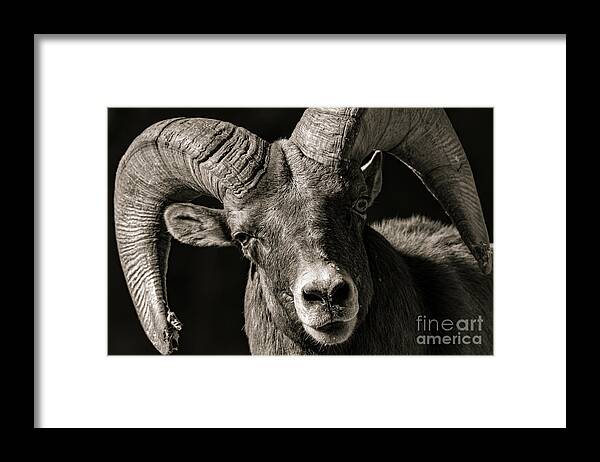 Bighorn Framed Print featuring the photograph Ram Head Shot by Dlamb Photography