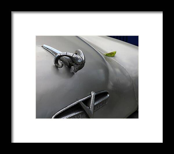 Car Framed Print featuring the photograph Ram with Leaf by M Kathleen Warren