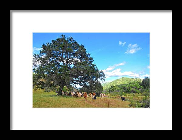 Cow Framed Print featuring the photograph Ranch on Suey Creek by Floyd Snyder
