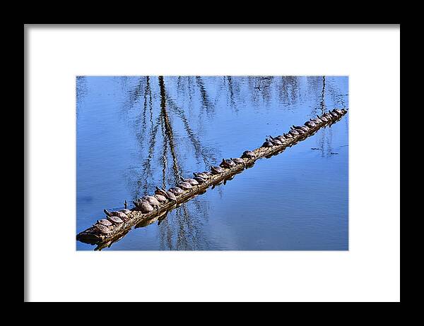Faune Framed Print featuring the photograph Ranked turtles by Carl Marceau