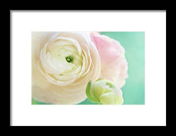 Ranunculus Framed Print featuring the photograph Ranunculus Dream by Lynn Bauer