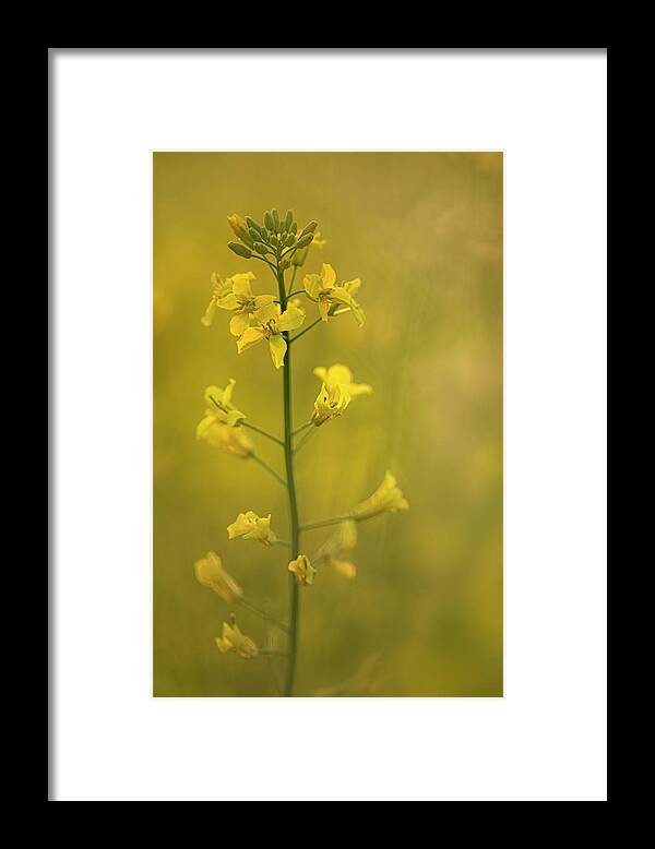 Rapeseed Framed Print featuring the photograph Rapeseed flowers by Karen Rispin
