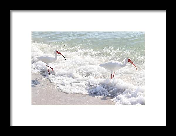 White Ibis Framed Print featuring the photograph Rare visitors at the Beach by Mingming Jiang