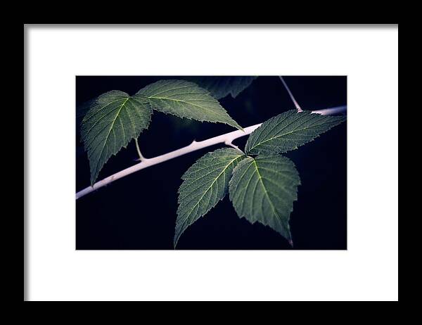 Raspberry Framed Print featuring the photograph Raspberry Leaves by RicharD Murphy