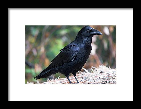 Bird Framed Print featuring the photograph Raven - 1 by Alan C Wade