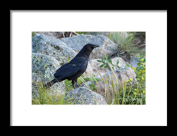 Raven Framed Print featuring the photograph Raven on the Rocks by Shirley Dutchkowski