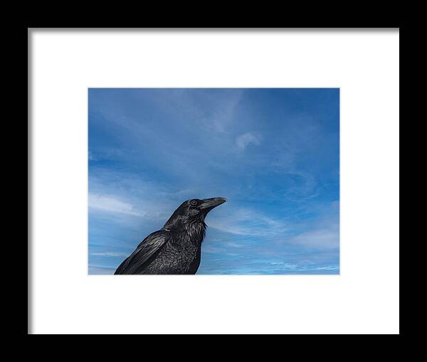 Raven Framed Print featuring the photograph Raven Portrait by Laura Putman