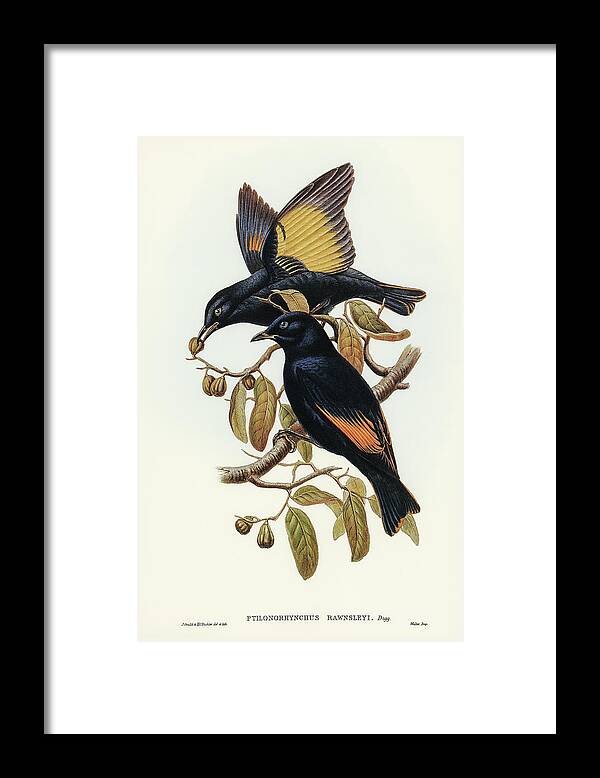Rawnsley's Bower-bird Framed Print featuring the drawing Rawnsley's Bower-bird, Ptilonorhynchus Rawnsleyi by John Gould