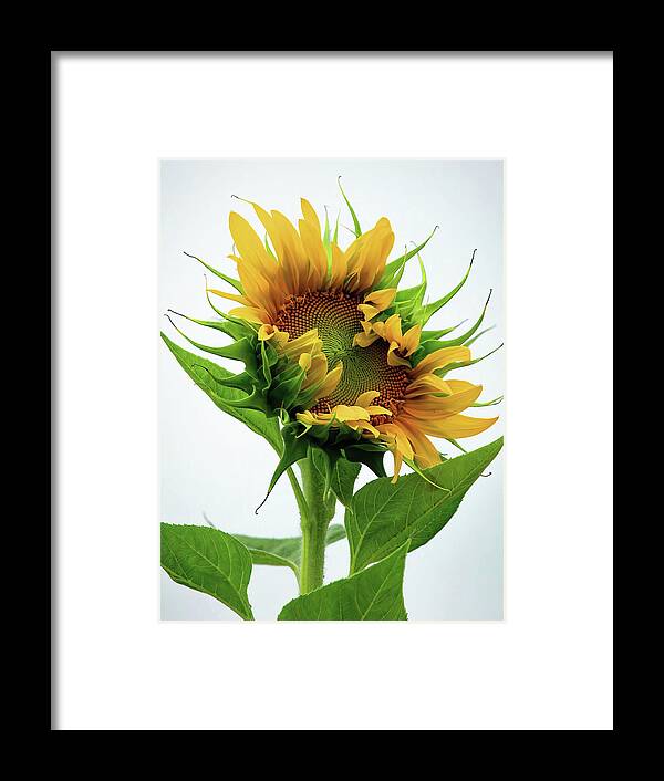 Summer Framed Print featuring the photograph Reach for the Sky by Gina Fitzhugh
