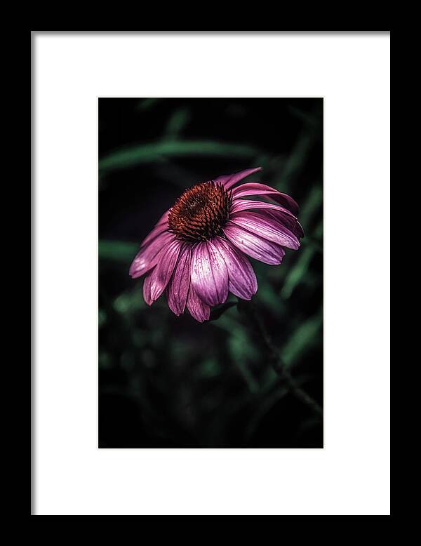 Summer Framed Print featuring the photograph Reaching for the Light by Tricia Louque