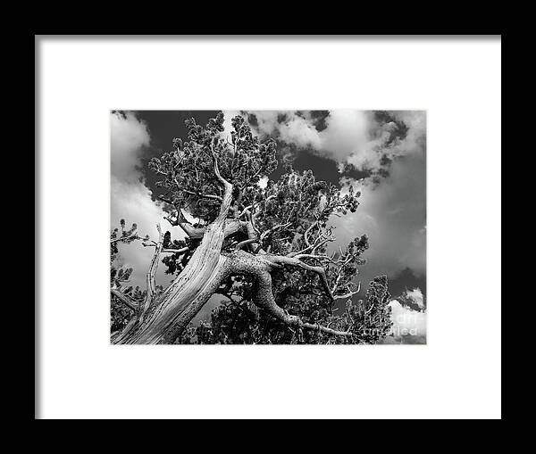 Ancient Sentinels Framed Print featuring the photograph Reaching for the sky by Maresa Pryor-Luzier
