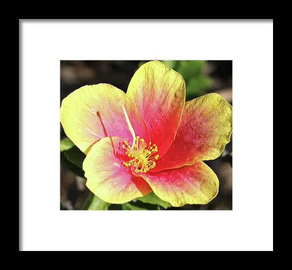 Flowers Framed Print featuring the pyrography Reaching for the Sun by Tony Spencer