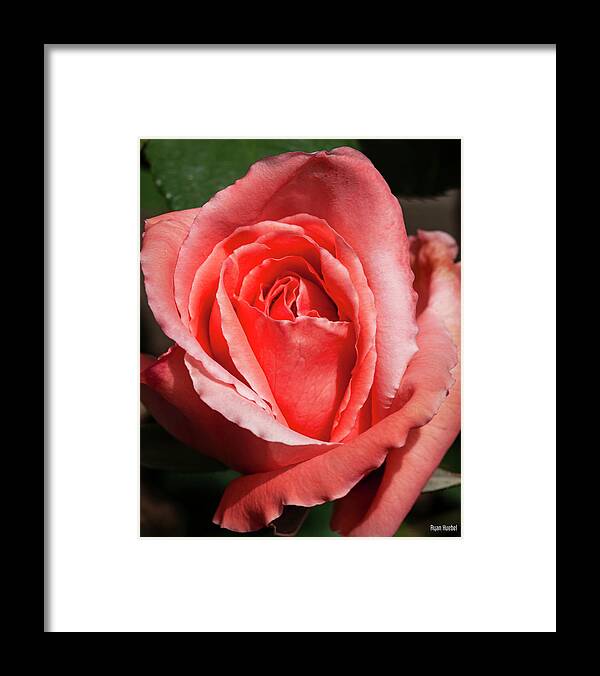 Home Garden Framed Print featuring the photograph Reaching Full Bloom by Ryan Huebel