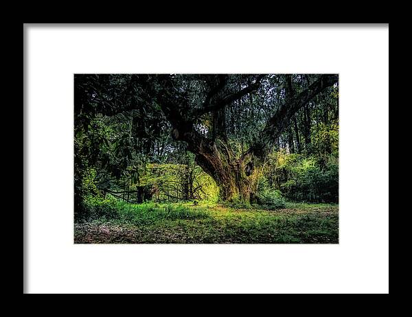 Francis Marion National Forest Framed Print featuring the photograph Reaching to the Stars by Norma Brandsberg