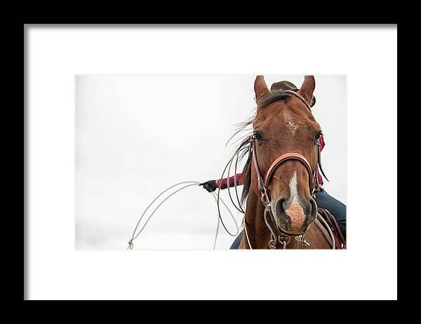 Roping Framed Print featuring the photograph Ready For Work by Ryan Courson