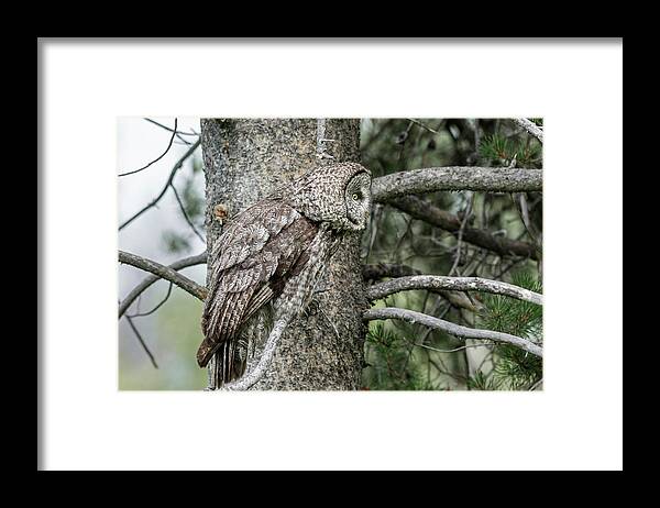 Owl Framed Print featuring the photograph Ready Position by Ronnie And Frances Howard