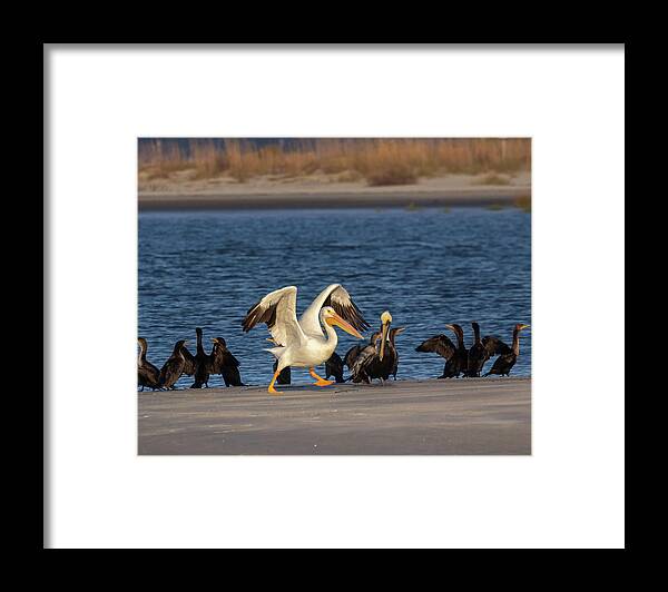 American White Pelican Framed Print featuring the photograph Ready Set Go by Patricia Schaefer