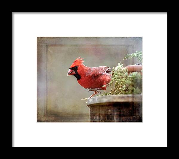 Cardinal Framed Print featuring the photograph Ready to Go by Carol Erikson