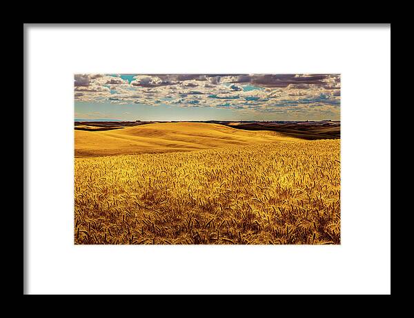 Ready To Harvest Framed Print featuring the photograph Ready to Harvest by David Patterson