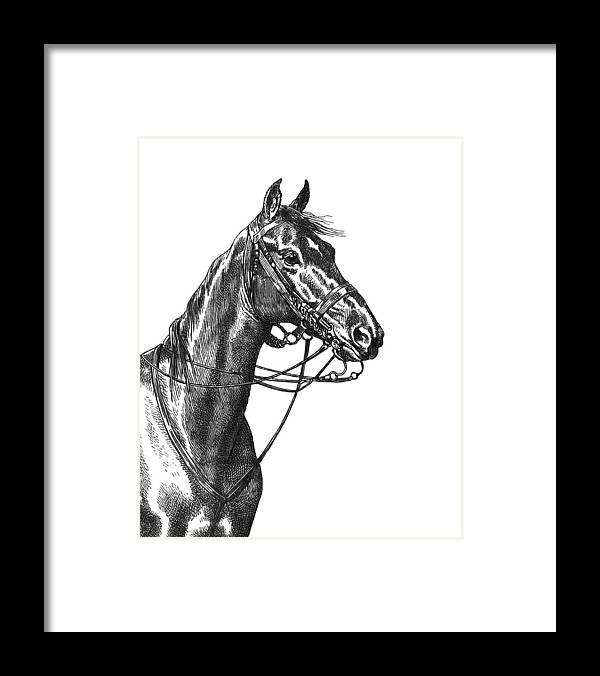 Horse Framed Print featuring the digital art Ready To Ride by Madame Memento