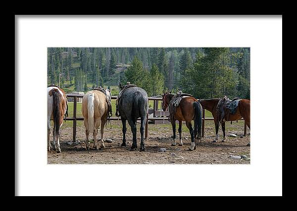 Horse Framed Print featuring the photograph Ready To Ride by Steve Kelley