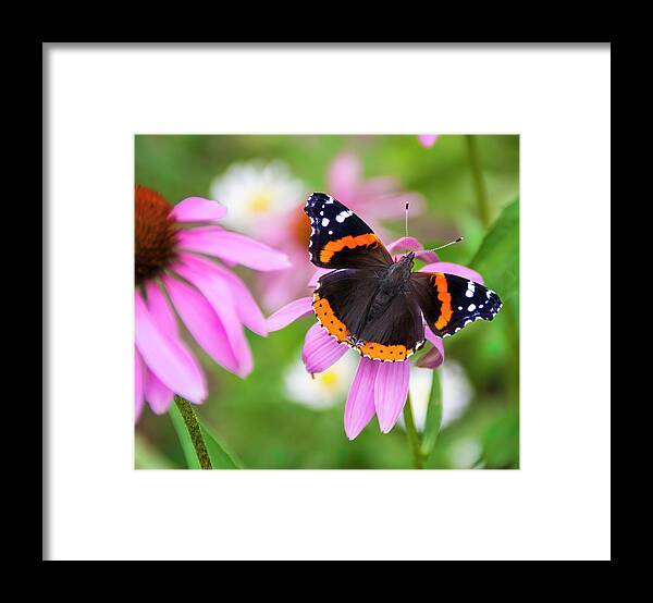 Coneflower Framed Print featuring the photograph Red Admiral Butterfly by Patti Deters