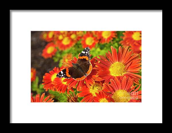 Vanessa Atalanta Framed Print featuring the photograph Red Admiral butterfly, Vanessa atalanta, on Chrysanthemum flowers by Neale And Judith Clark