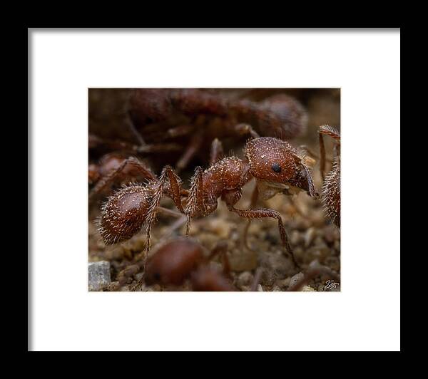 Ant Framed Print featuring the photograph Red Ant Closeup by Endre Balogh