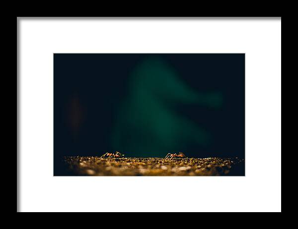 Working Framed Print featuring the photograph Red Ant On The Wall by Wim_CIA